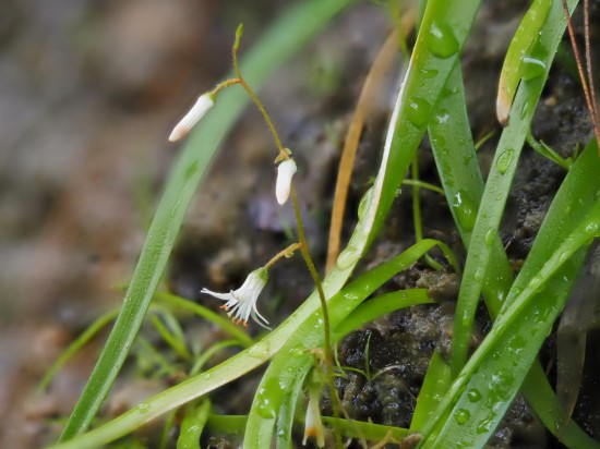 圖為廣西肺筋草。(廣西壯族自治區(qū)中醫(yī)藥研究院供圖)