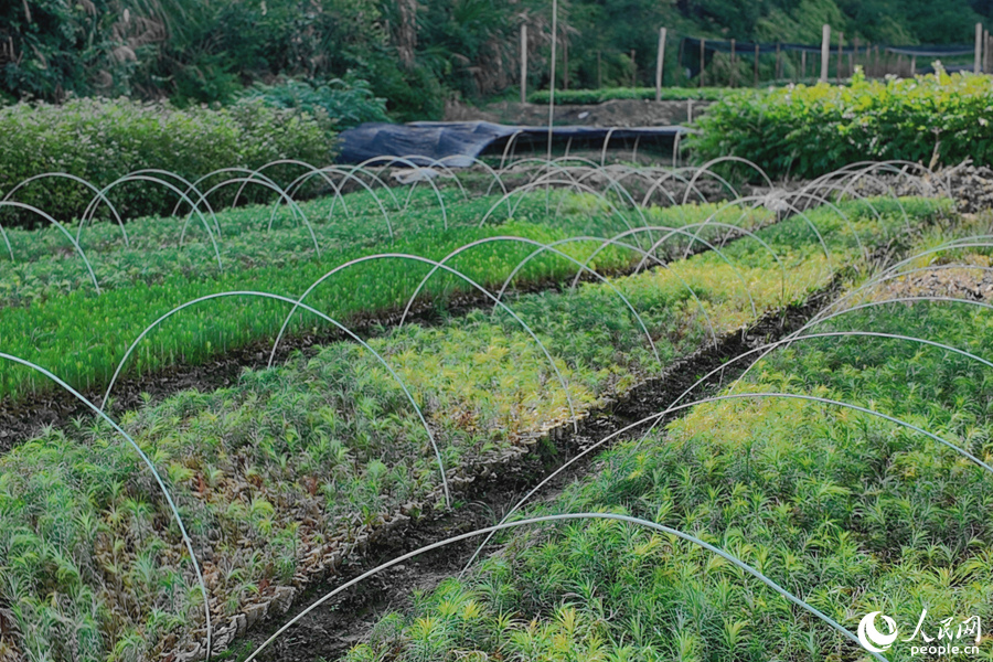 清流縣保障性苗圃的育苗區(qū)。人民網(wǎng) 楊灝昱攝