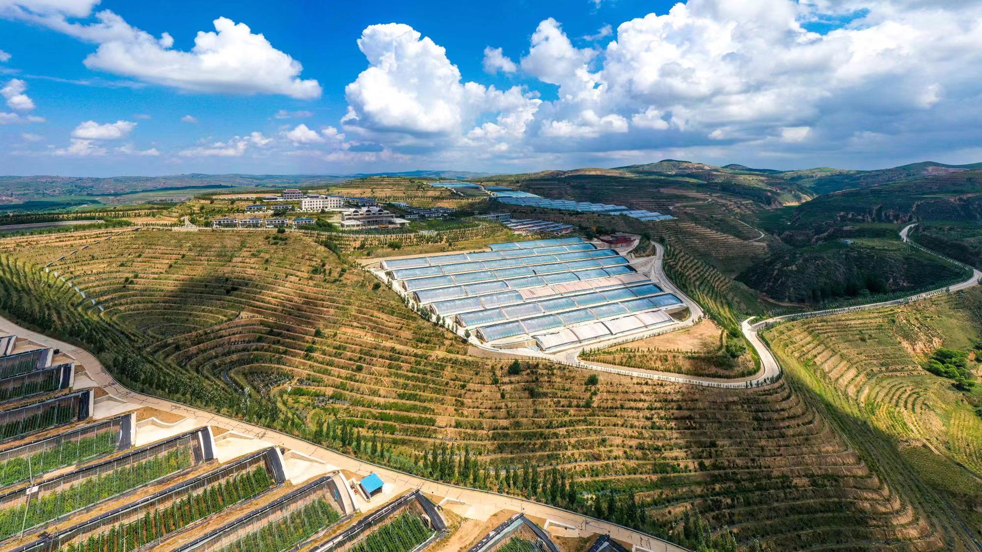 榆嶺窊村豐禾農(nóng)場的果蔬大棚。