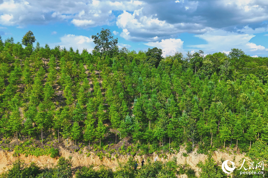 “一林三吃”的經(jīng)營模式豐富了林下經(jīng)濟的多樣性。人民網(wǎng) 李昌乾攝