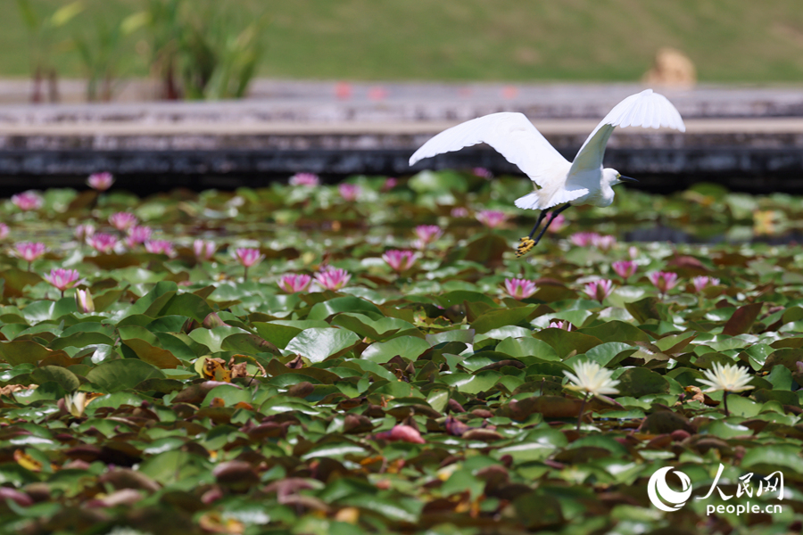 彩蓮滿塘鷺鳥飛。人民網(wǎng)記者 陳博攝