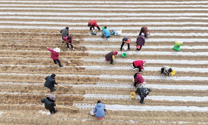 稷山:春日田間忙,中藥材種植助農(nóng)增收致富-45340.jpg 稷山:春日田間忙,中藥材種植助農(nóng)增收致富-45340.jpg