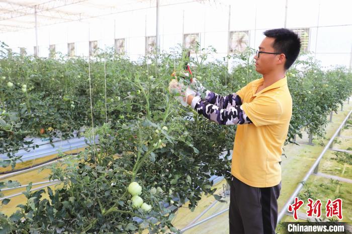 圖為在紅谷灘區(qū)元宇宙·VR數(shù)字農(nóng)業(yè)示范基地七彩番茄培育車間內(nèi)，農(nóng)業(yè)技術(shù)員正在對(duì)番茄植株進(jìn)行修剪?！⌒苠\陽 攝