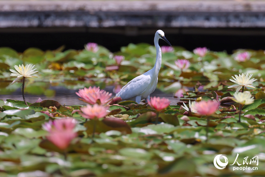 白鷺在睡蓮盛開(kāi)的池塘中流連。人民網(wǎng)記者 陳博攝