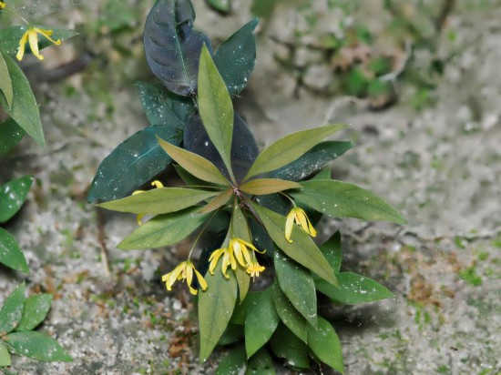 圖為洞生香草。(廣西壯族自治區(qū)中醫(yī)藥研究院供圖)