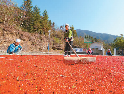 貴州省黔東南苗族侗族自治州榕江縣依托豐富的森林資源，大力發(fā)展林下草珊瑚中藥材種植等林下經(jīng)濟(jì)，實(shí)現(xiàn)農(nóng)民增收、林業(yè)增效。圖為榕江縣興華水族鄉(xiāng)星月村草珊瑚種植基地內(nèi)，村民在采收、晾曬草珊瑚果。 周光勝攝（人民視覺(jué)）